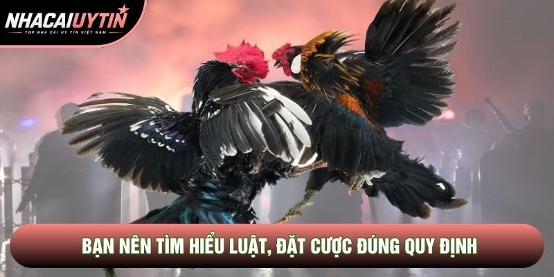 Bạn nên tìm hiểu luật, đặt cược đúng quy định Bạn nên tìm hiểu luật, đặt cược đúng quy định