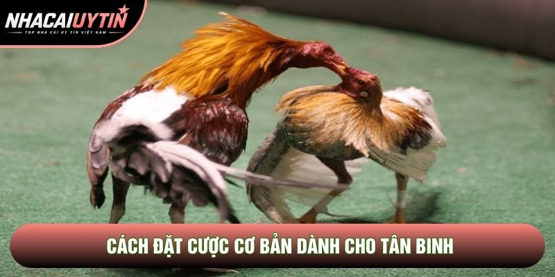 Cách đặt cược cơ bản dành cho tân binh Cách đặt cược cơ bản dành cho tân binh