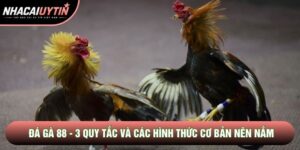 Đá Gà 88 - 3 Quy Tắc Và Các Hình Thức Cơ Bản Nên Nắm