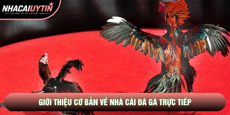Giới thiệu cơ bản về nhà cái đá gà trực tiếp 