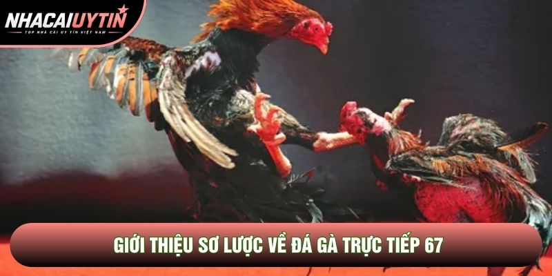 Giới thiệu sơ lược về Đá gà trực tiếp 67 Giới thiệu sơ lược về Đá gà trực tiếp 67