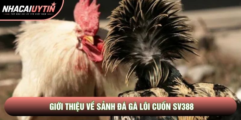 Giới thiệu về sảnh đá gà lôi cuốn Sv388 Giới thiệu về sảnh đá gà lôi cuốn Sv388