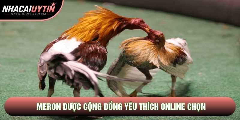 Meron được cộng đồng yêu thích online chọn Meron được cộng đồng yêu thích online chọn