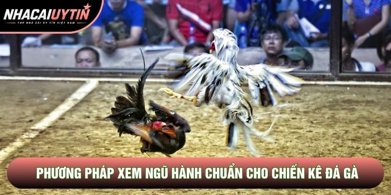 Phương pháp xem ngũ hành chuẩn cho chiến kê đá gà