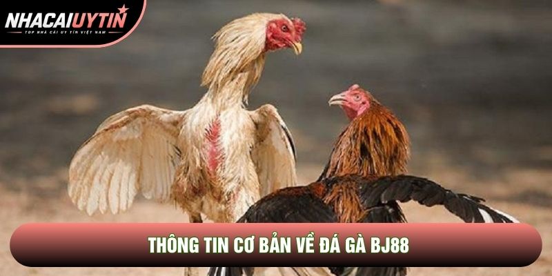 Thông tin cơ bản về đá gà Bj88 Thông tin cơ bản về đá gà Bj88